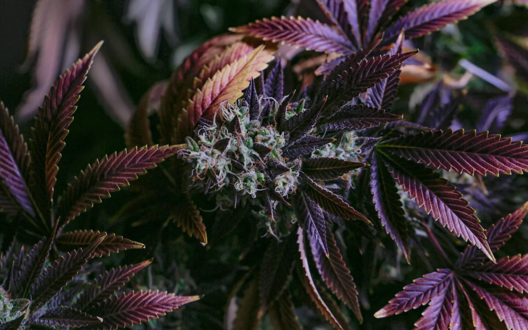 Blog - NP2GO Cannabinoid Hyperemesis Syndrome